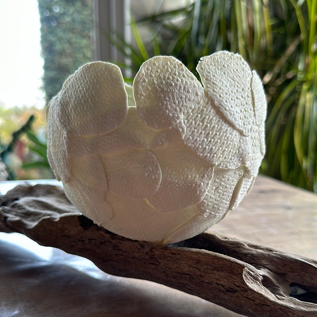 Tea - light holder on mangrove wood - Caimo Ceramics